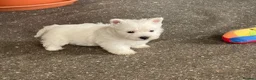 West Highland Terrier dogs for sale: Royal kennel club registered west highland white  - Advert 3