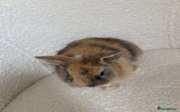 Mini Lop rabbits for sale: Mini lop cross Netherland dwarf  - Image 8