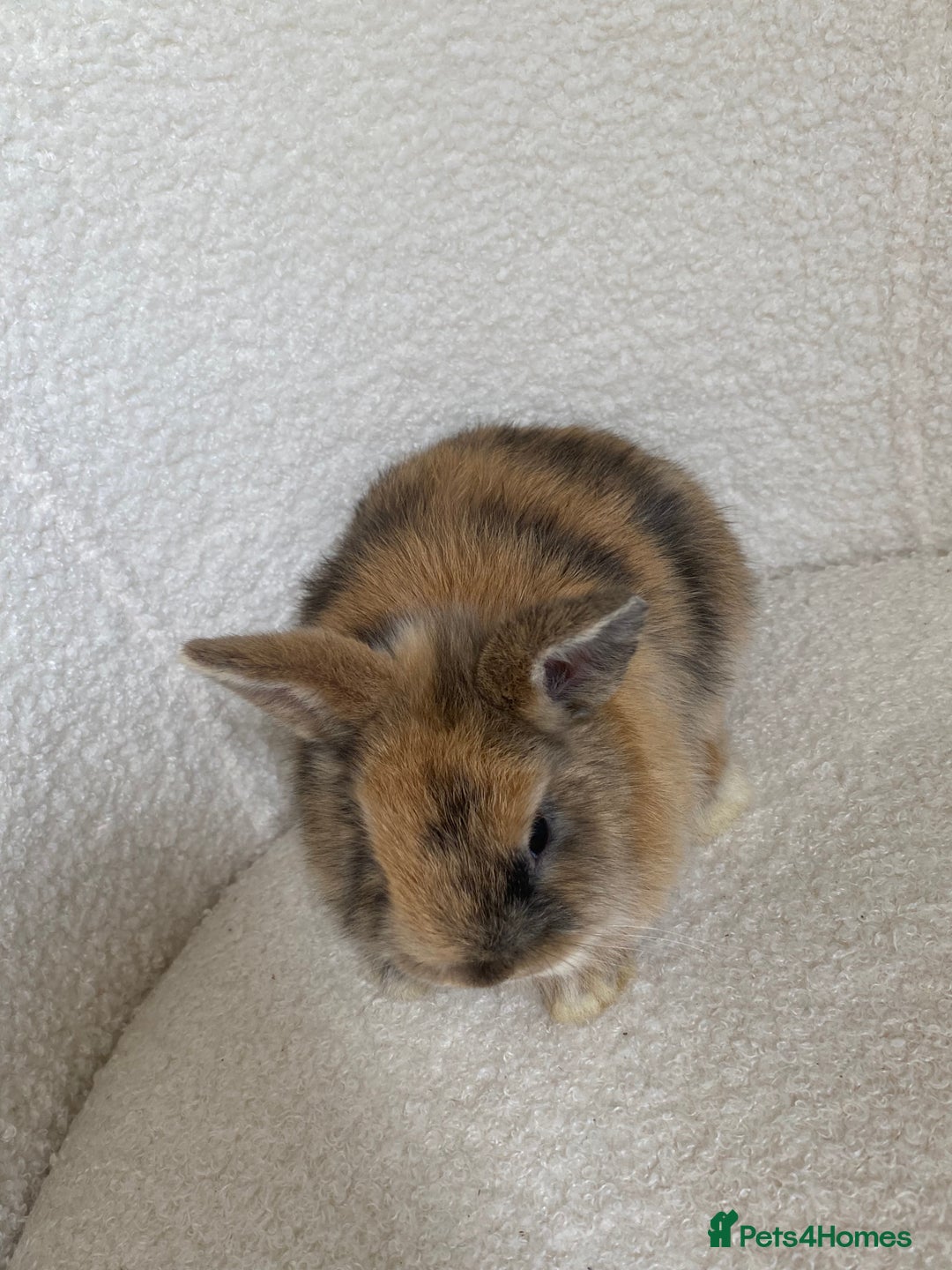 Mini Lop rabbits for sale: Mini lop cross Netherland dwarf  - Image 8