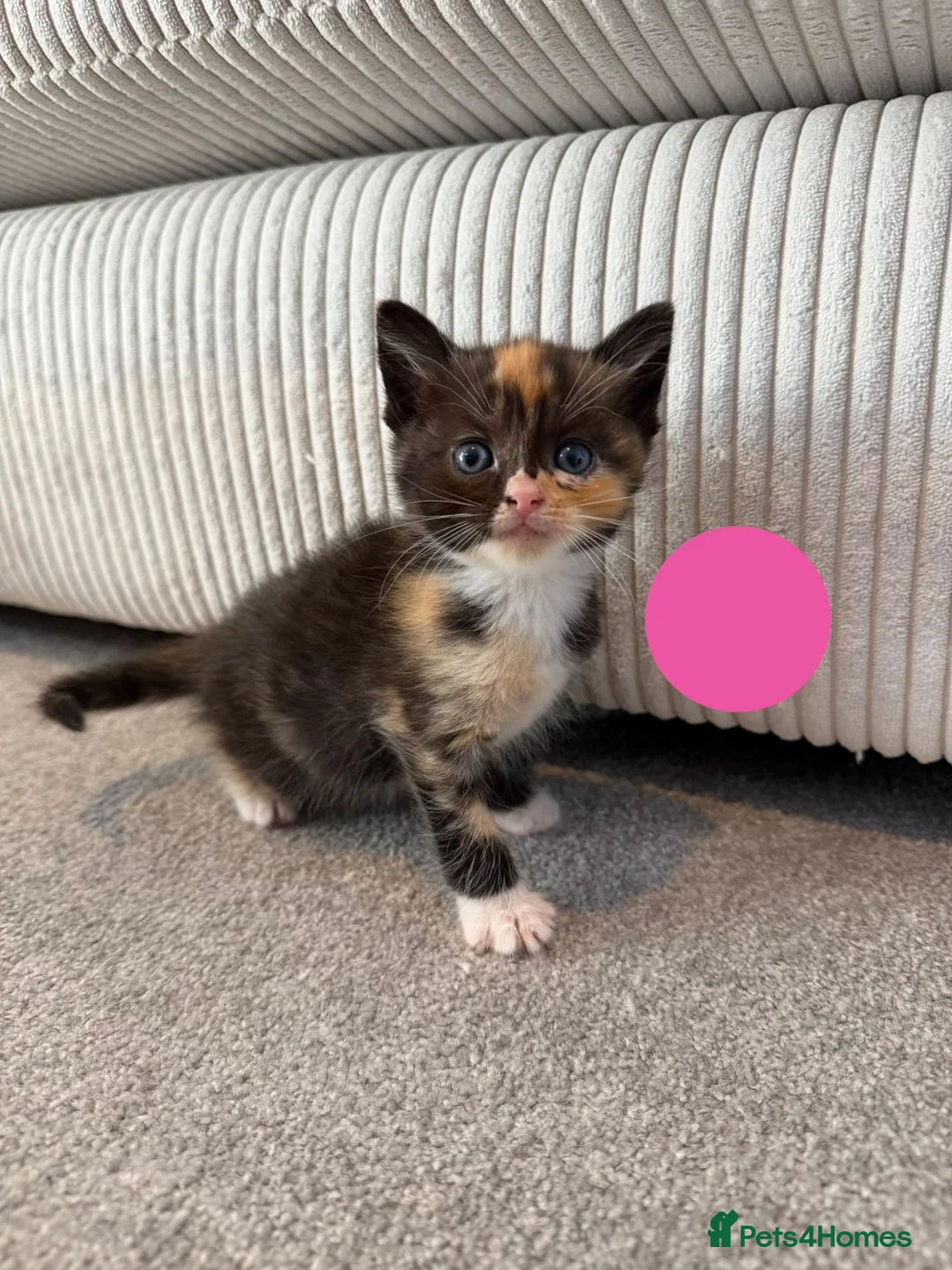 Mixed Breed cats for sale: Kittens for sale - Advert 2