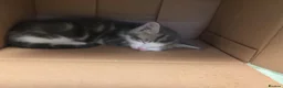 Mixed Breed cats for sale: Kittens for sale  in Luton - Advert 5