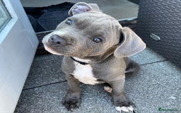 Staffordshire Bull Terrier dogs for sale: KC Reg Blue Staffordshire Bull Terrier Puppies - Image 2
