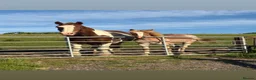 Haflinger horses for sale: Gorgeous yearling filly for sale  - Advert 6