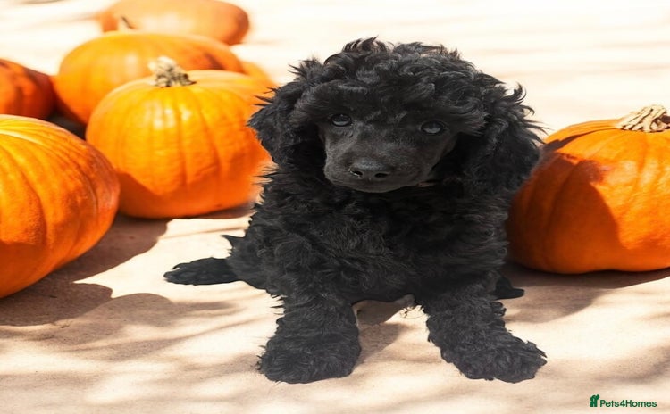 Miniature Poodle dogs - Advert 15