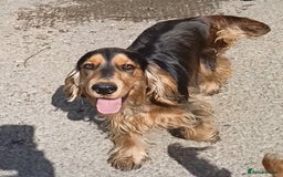 Cocker Spaniel dogs for sale: K C Reg, Show Cocker pups - Image 5