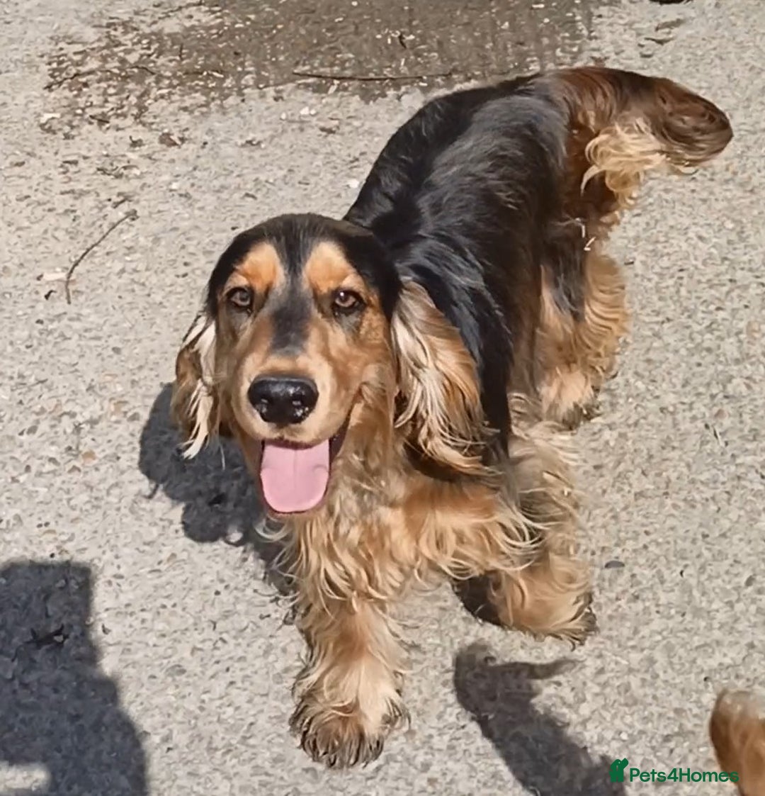 Cocker Spaniel dogs for sale: K C Reg, Show Cocker pups - Image 5