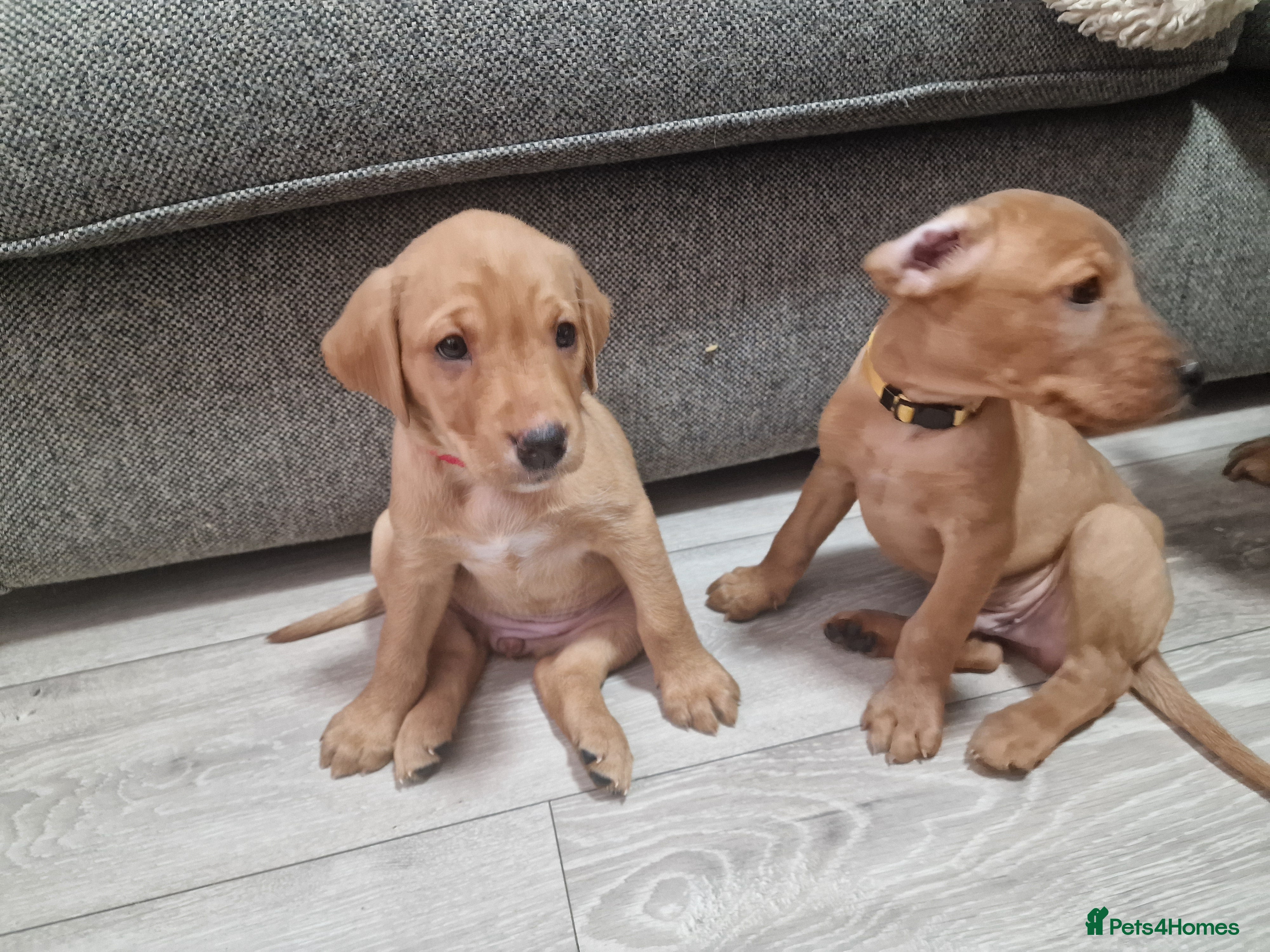 Labrador Retriever dogs Beautiful Red Fox Labrador Puppies-only 2 left! 🥰 - Advert 1