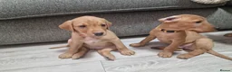 Labrador Retriever dogs for sale: Ready Now! Beautiful Red Fox Labrador Puppies - Advert 1