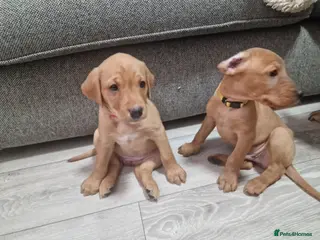 Labrador Retriever dogs Beautiful Red Fox Labrador Puppies-only 2 left! 🥰 - Advert 1