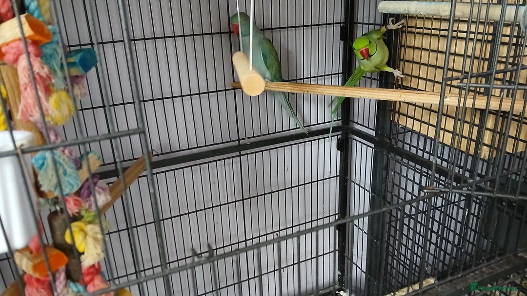 Ringnecks birds for sale: Pair of ringnecks - Image 2