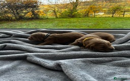 Cocker Spaniel dogs for sale: ✨ Cuddles Await from our Cocker Spaniel Pups  - Image 23