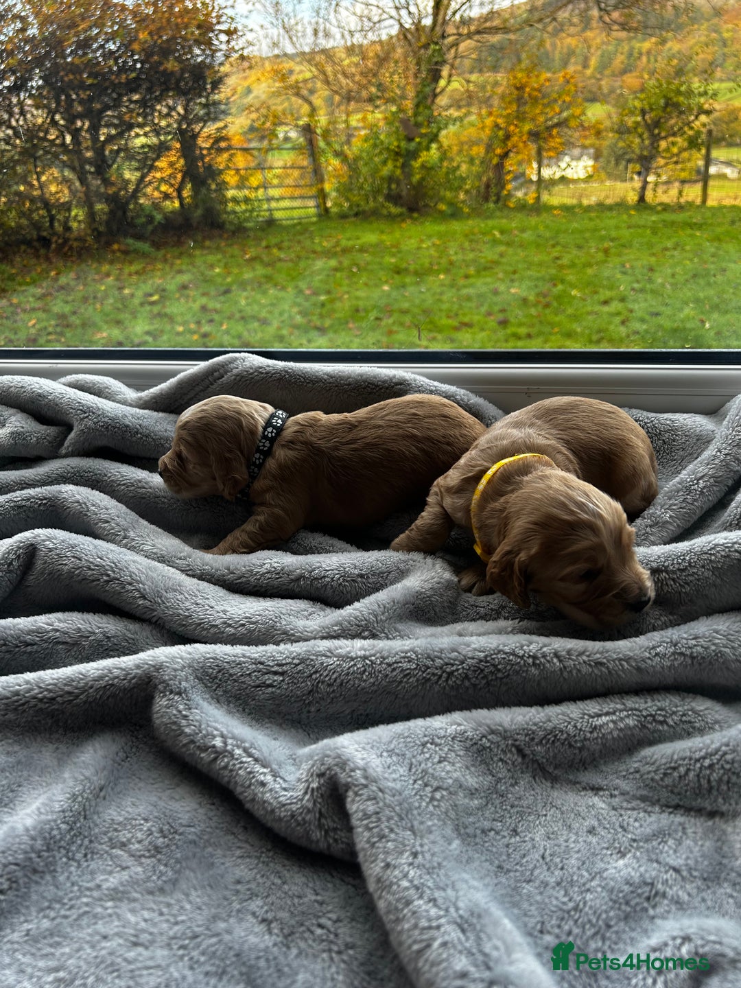 Cocker Spaniel dogs for sale: ✨ Cuddles Await from our Cocker Spaniel Pups  - Image 23