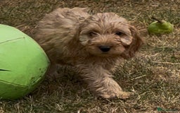 Cockapoo dogs for sale: Healthy Cockapoos ready to leave on the 29/08/25 - Image 4