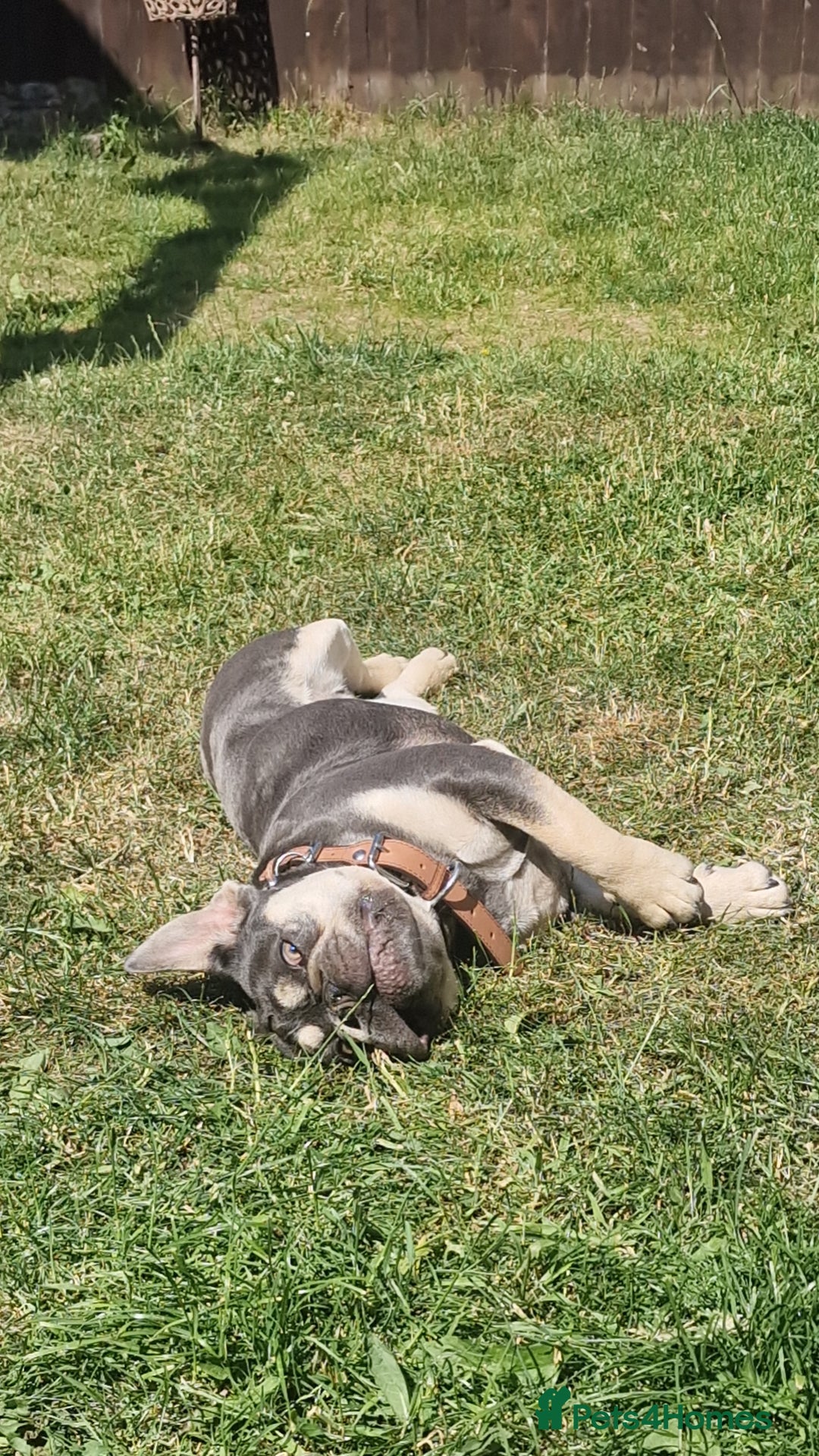 French Bulldog dogs for sale: Male 7 month old frenchie  - Image 3