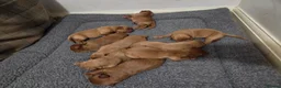 Labrador Retriever dogs for sale: KC Fox Red Labrador Puppies in Tavistock - Advert 9