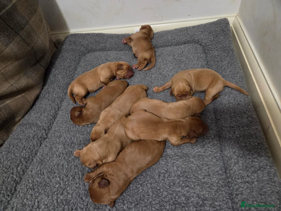 Labrador Retriever dogs for sale: KC Fox Red Labrador Puppies in Tavistock - Advert 9