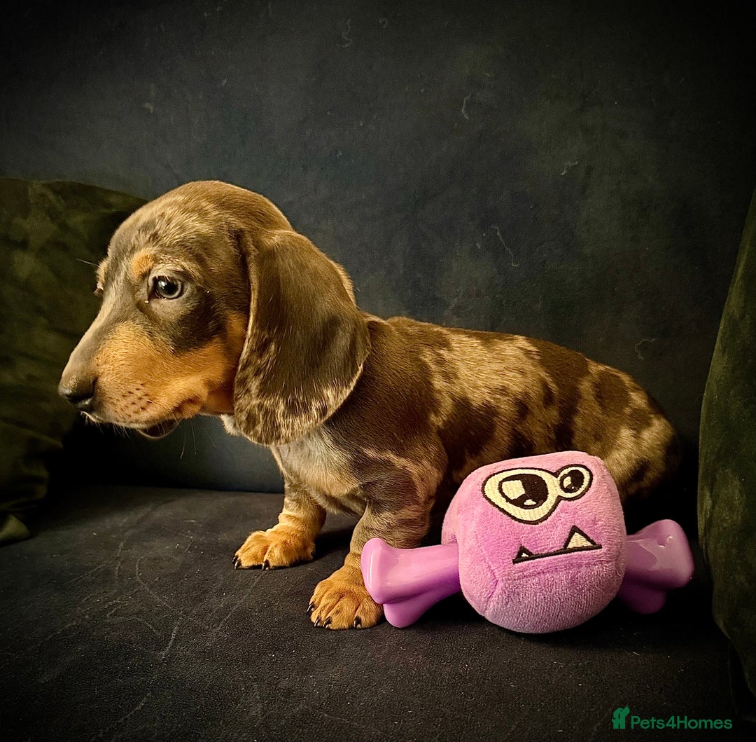 Miniature Dachshund dogs for sale: KC registered miniature Dachshund puppies  - Advert 16