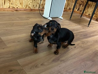 Miniature Dachshund dogs Beautiful dachshund puppies - Advert 1
