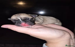 Mixed Breed dogs for sale:  Female Hybrid Bulldog Pups - Image 2