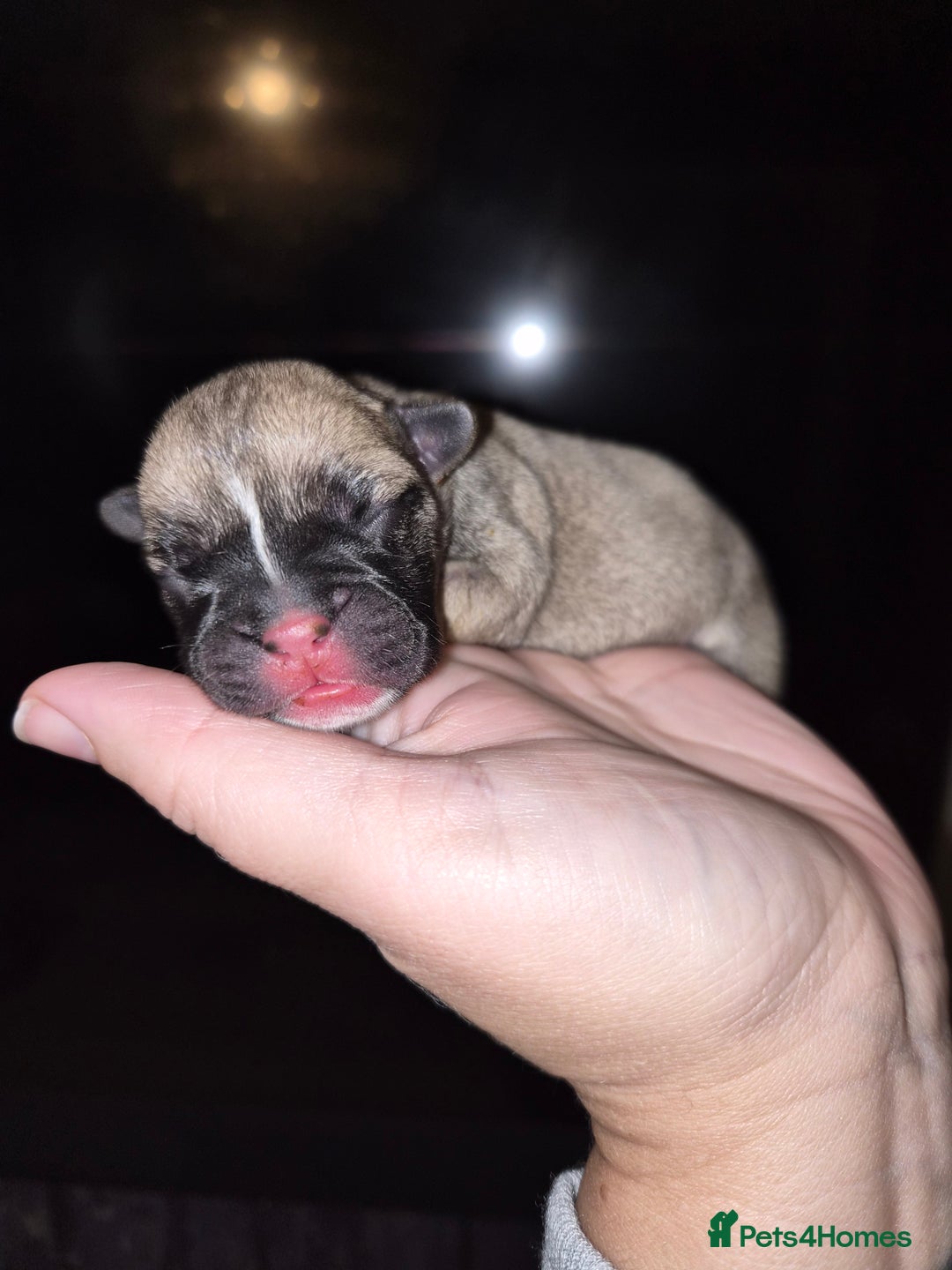 Mixed Breed dogs for sale:  Female Hybrid Bulldog Pups - Image 2