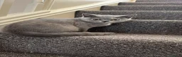 British Shorthair cats for sale: British shorthair  in Feltham - Advert 4