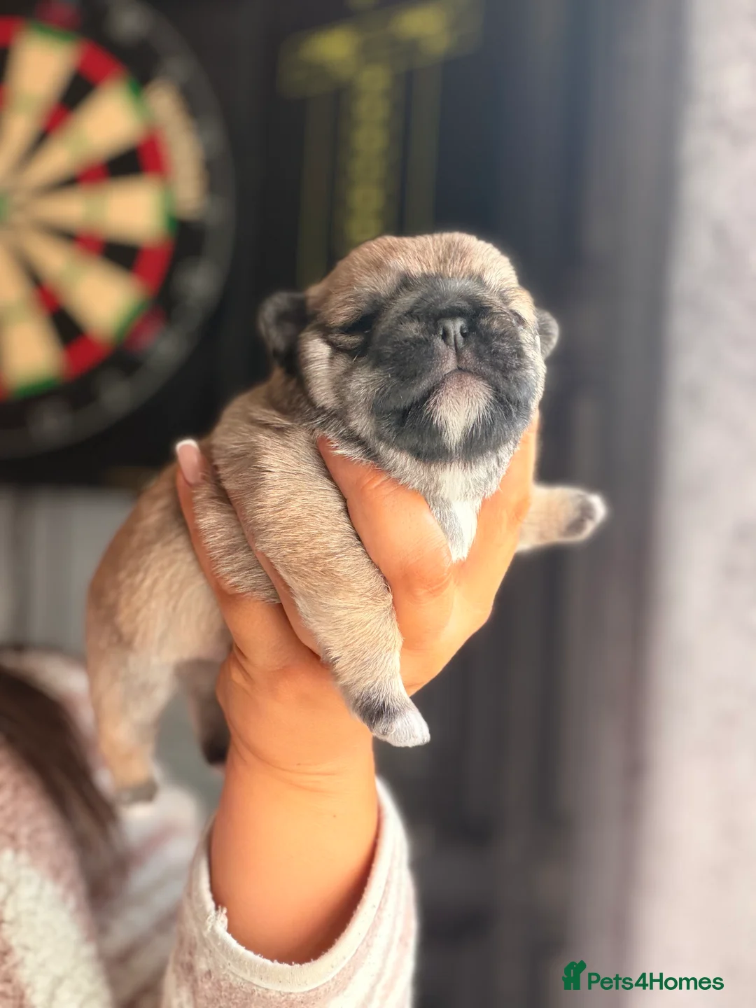 Mixed Breed dogs for sale: Pug x shihtzu puppies  in Redcar - Advert 2