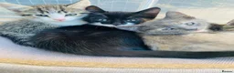 Siamese cats for sale: One half Siamese girl left  - Advert 1