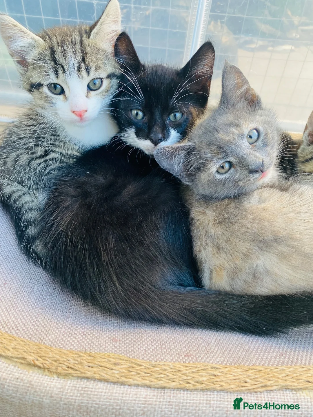 Siamese cats for sale: One half Siamese girl left  - Advert 1