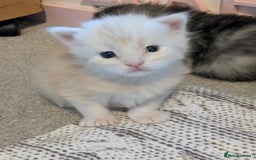 Maine Coon cats for sale: 3 beautiful Maine coon kittens  - Image 15