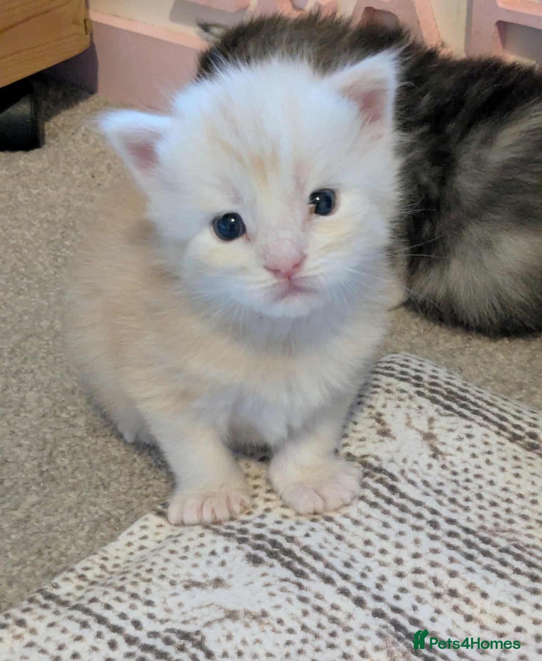 Maine Coon cats for sale: 3 beautiful Maine coon kittens  - Image 15
