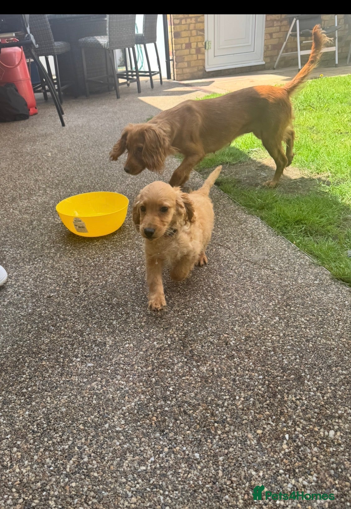 Cockapoo dogs ❌ READY NOW ❌ cockapoo puppies  - Advert 1