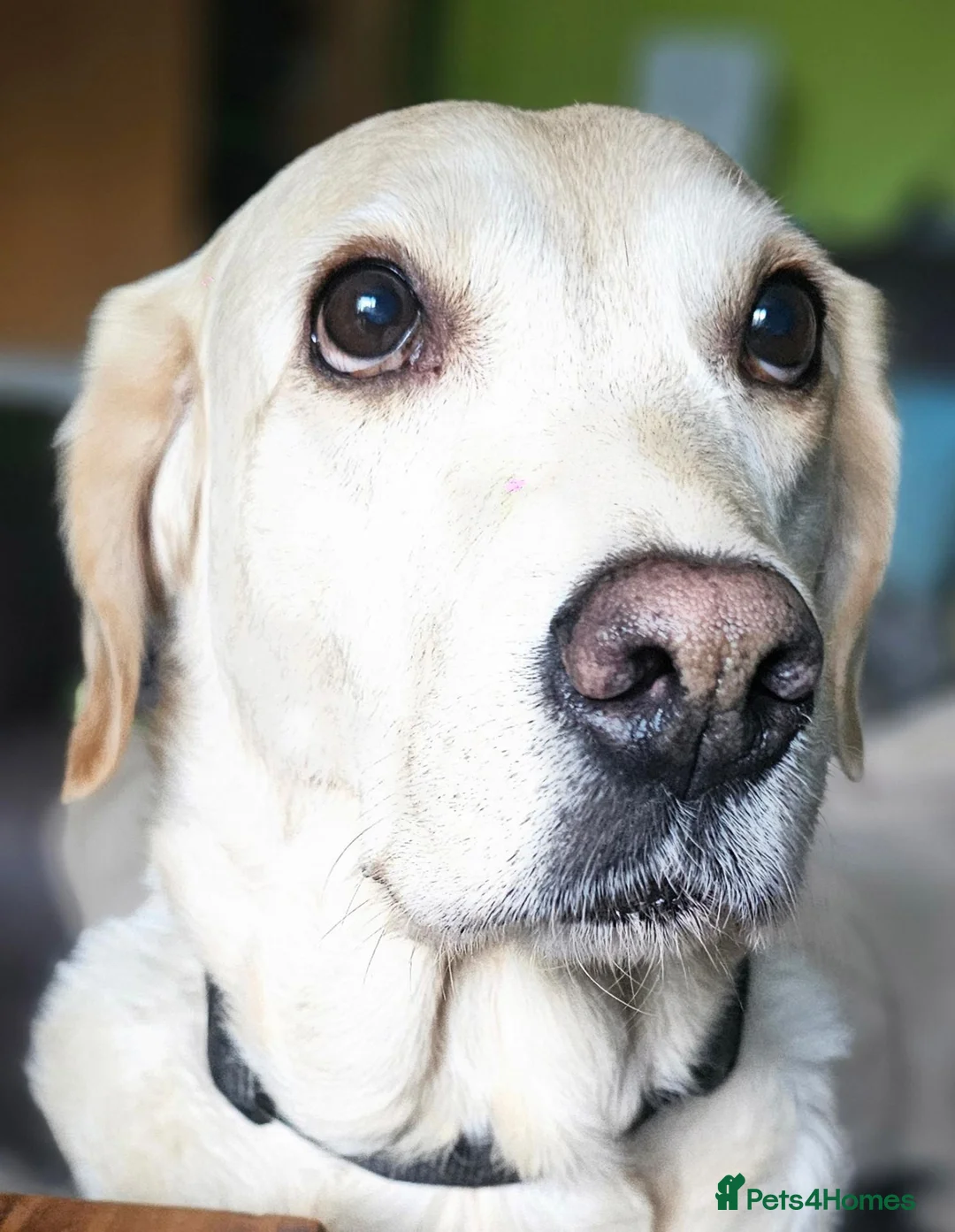 Mixed Breed dogs for sale: English Working Setter/Labrador G retriever cross in Middlewich - Advert 2