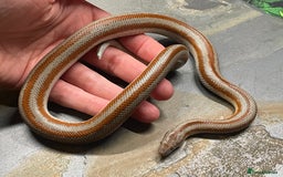 Snake reptiles for sale: Mid Baja Rosy boa babies and juveniles - Image 2