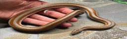 Snake reptiles for sale: Mid Baja Rosy boa babies and juveniles - Advert 2