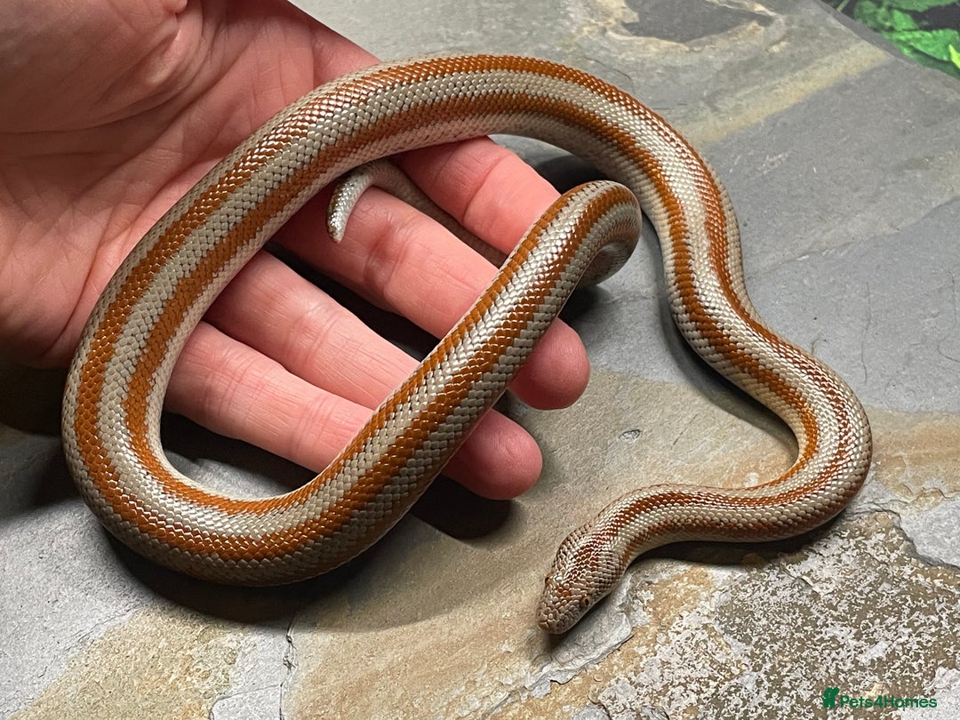 Snake reptiles for sale: Mid Baja Rosy boa babies and juveniles - Image 2