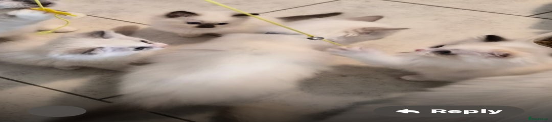 Rare Blue bicolour girl 