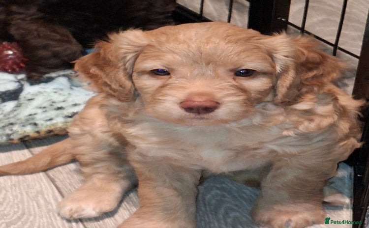 Cockapoo dogs F2 Cockapoo's - Advert 11