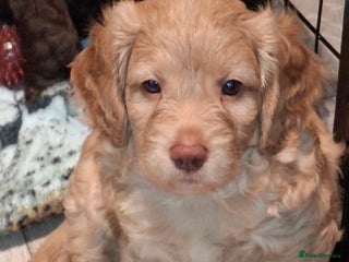 Cockapoo dogs F2 Cockapoo's - Advert 9