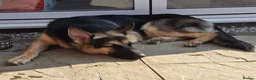 German Shepherd dogs for stud: Straight back stunning B&T Stud - Advert 10