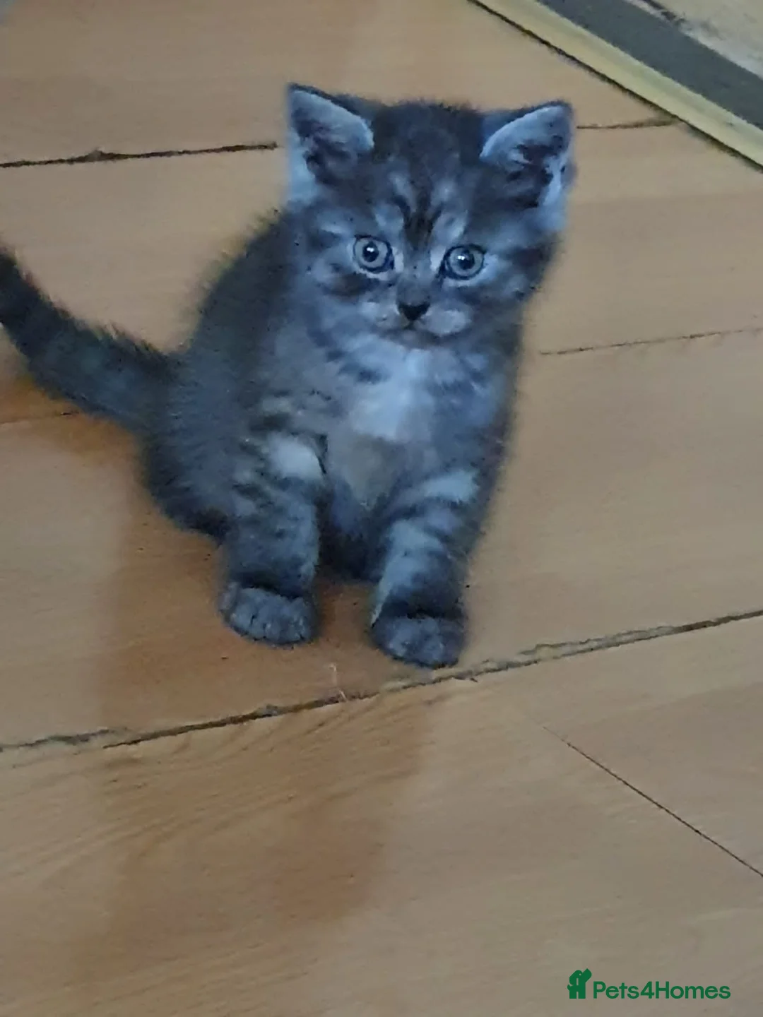 Scottish Fold cats for stud: Scottish straight cat for stud duties in Southampton - Advert 6