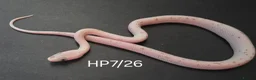 Corn Snake reptiles for sale: Palmetto and caramel palmetto corn snakes  - Advert 29