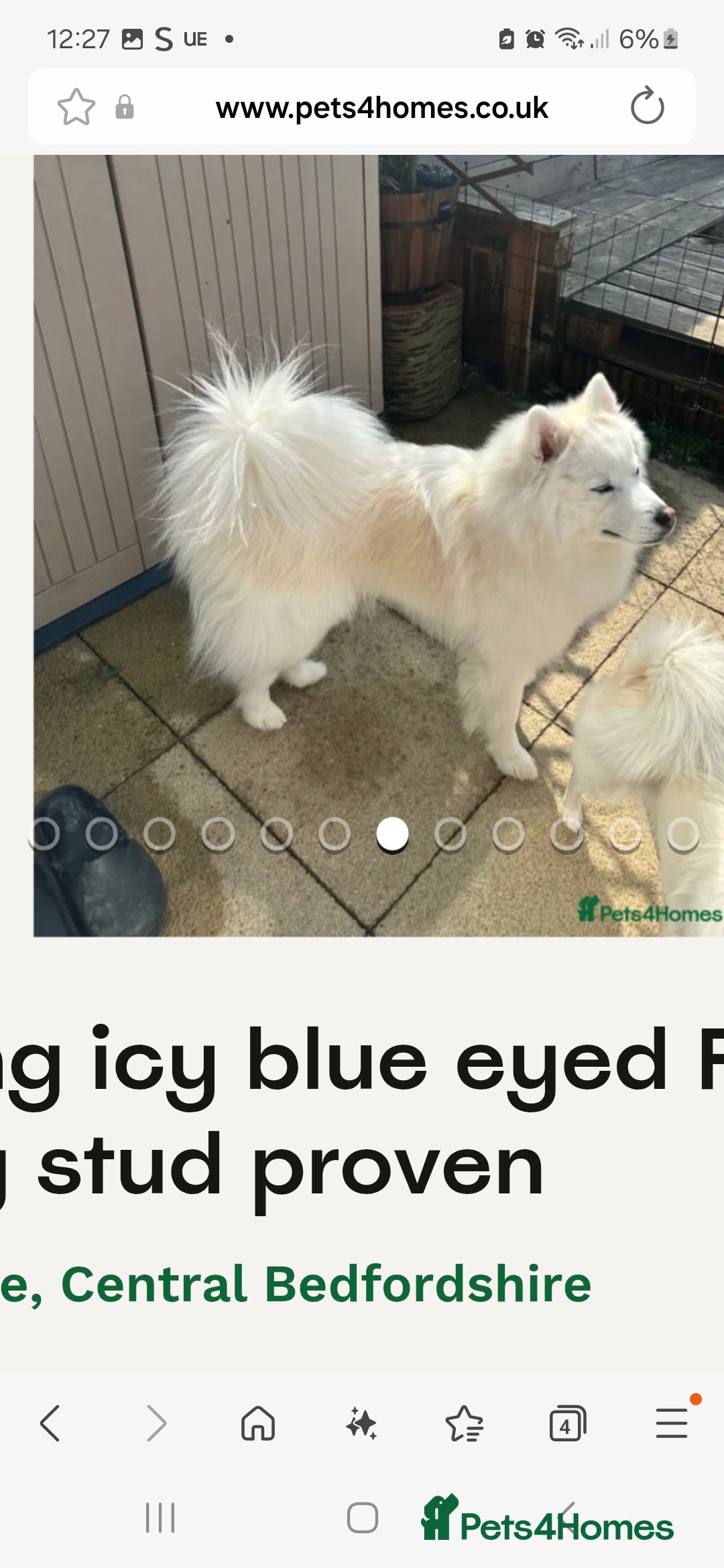 Pomsky dogs for sale: The perfect Blue eyed pomskys  - Advert 20