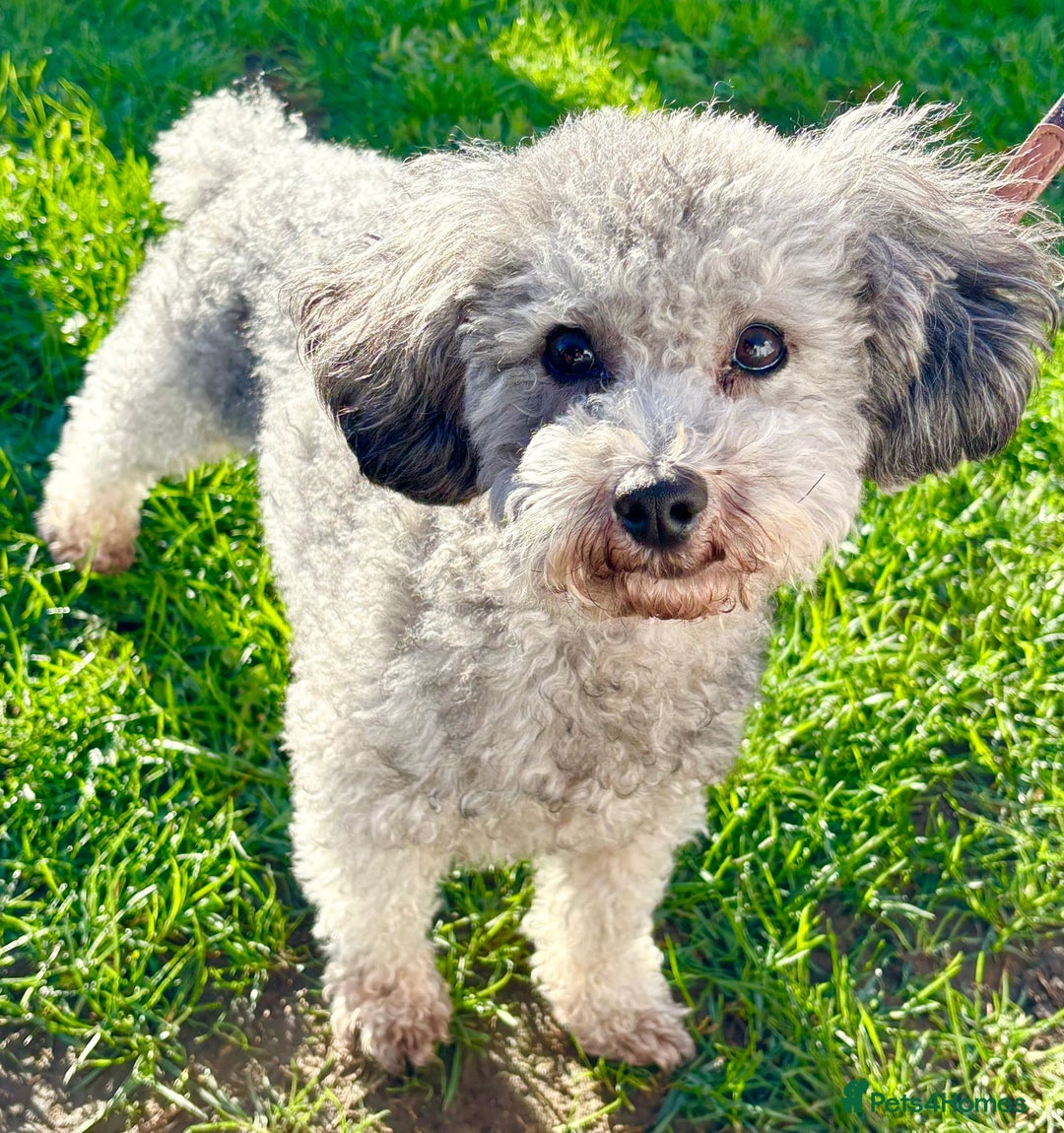 Toy Poodle dogs for stud: Exceptional Light Silver Toy Poodle For Stud! - Advert 1