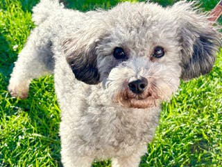 Toy Poodle dogs Exceptional Light Asian Silver ToyPoodle For Stud! - Advert 15