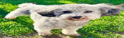 Toy Poodle dogs for stud: Exceptional Light Asian Silver ToyPoodle For Stud! - Advert 1
