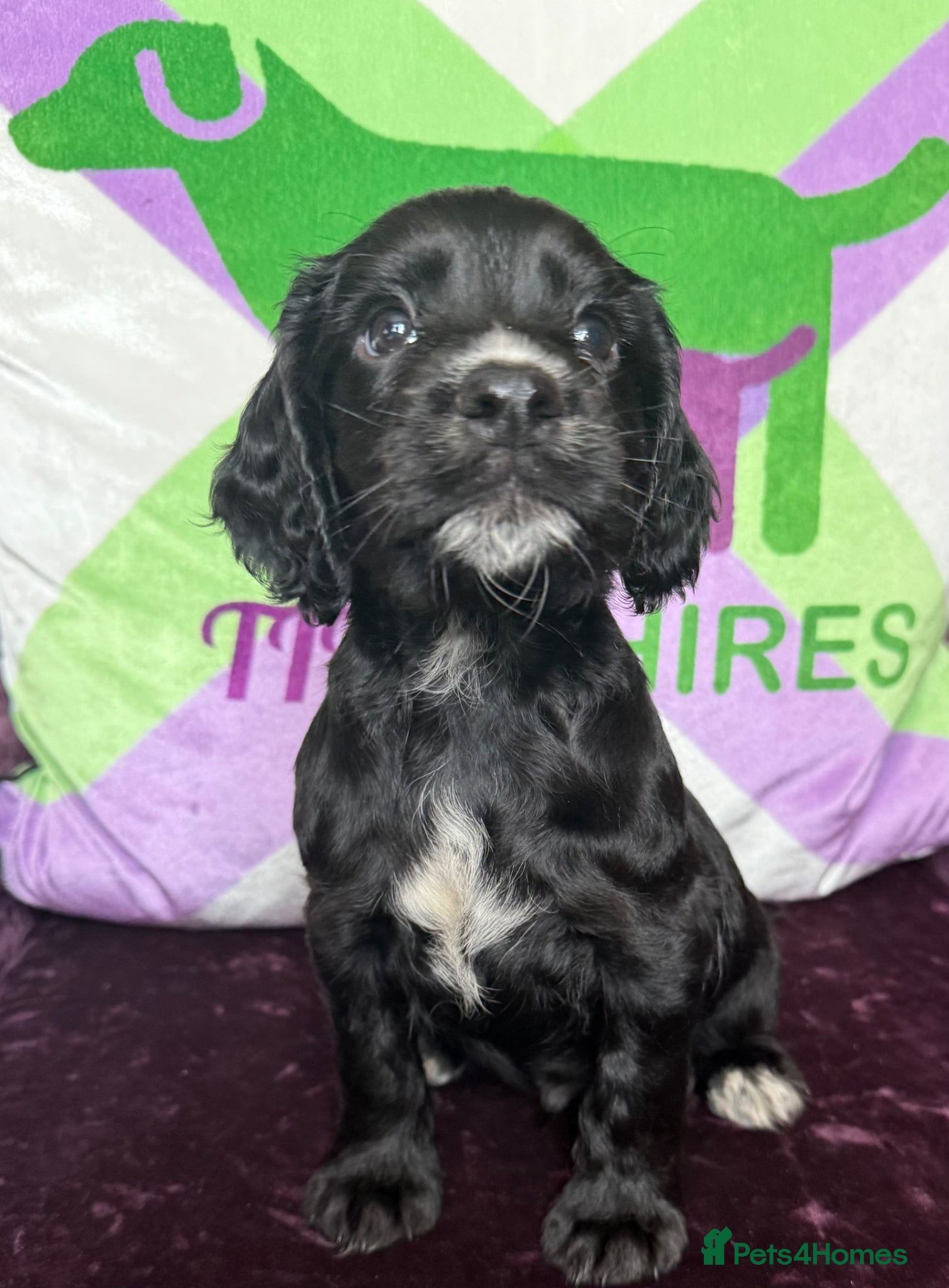 Cocker Spaniel dogs Kc cocker spaniels  17 DNA HEALTH TESTED  - Advert 1