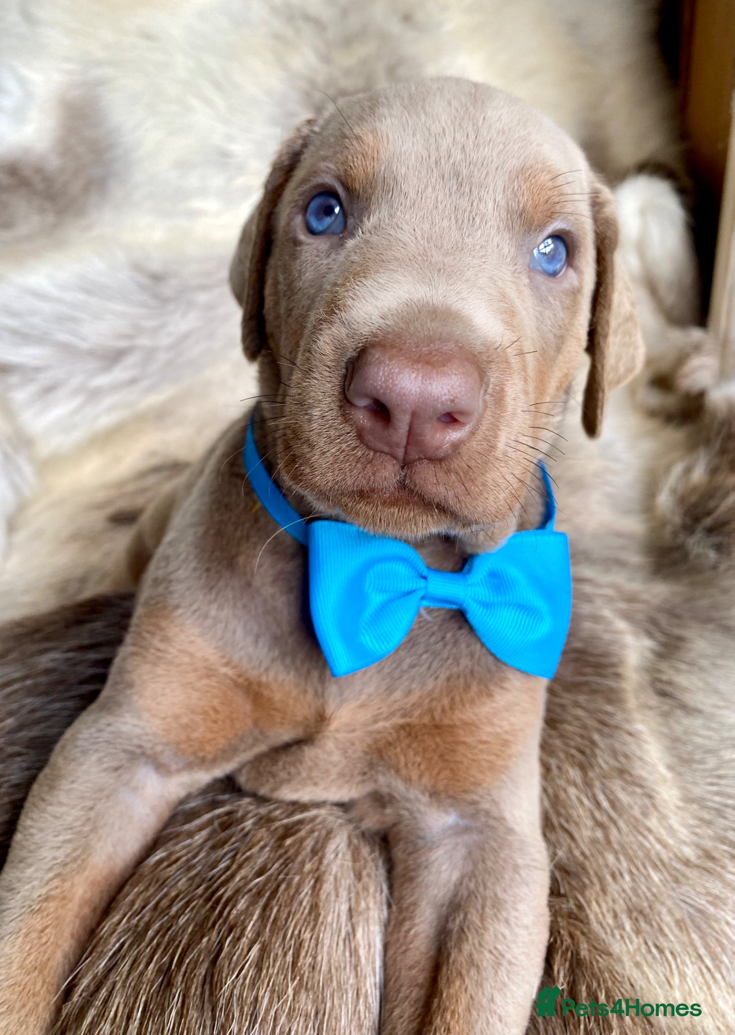 Dobermann dogs for sale: *KC REGISTERED* HEALTH TESTED DOBERMAN PUPPIES - Advert 37