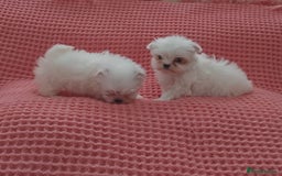 Maltese dogs for sale: Maltese puppies  - Image 5