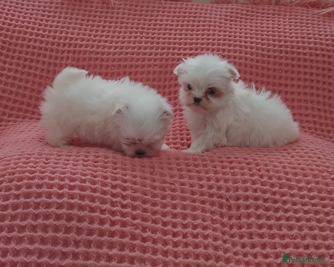 Maltese dogs for sale: Maltese puppies  - Image 5