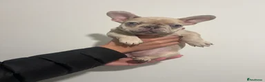 French Bulldog Puppy 1